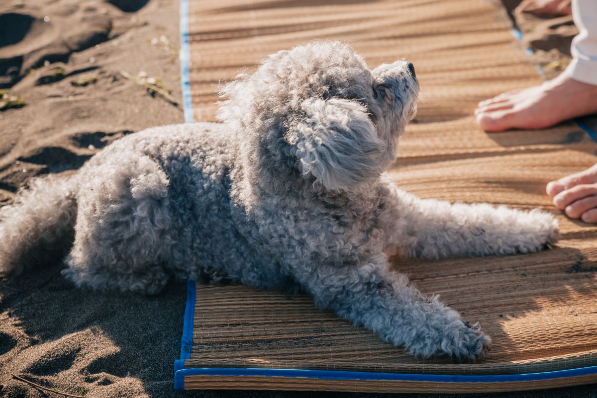 Tapis Rafraîchissant pour Chien – Gel Refroidissant Anti-Chaleur