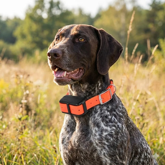 Traceur GPS 4G pour chien- Collier étanche avec géolocalisation