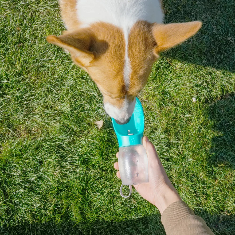 Gourde portable 300 ml pour chien et chat – Randonnée