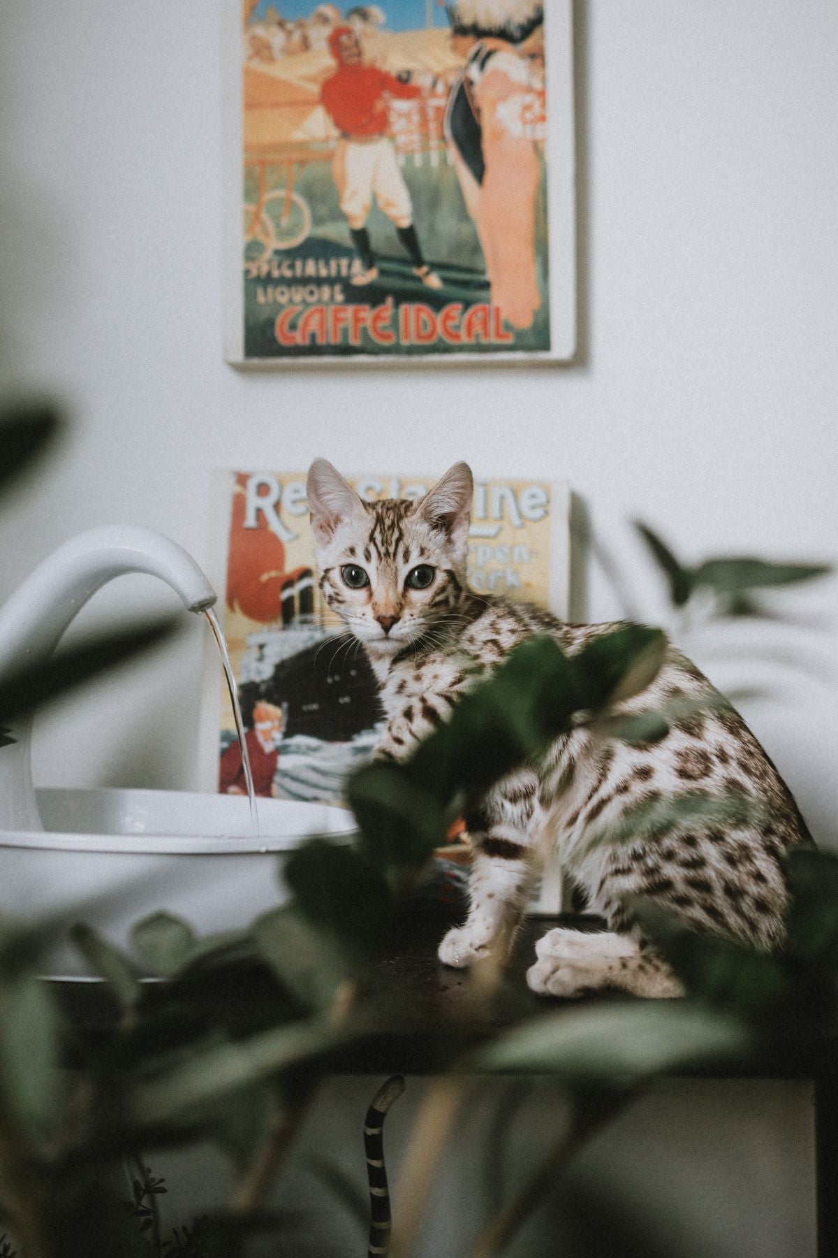 Fontaine à Eau pour Chat – Filtrante Silencieuse 2,5L
